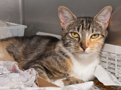 Οι γάτες αναγνωρίζουν τη φωνή του αφεντικού τους, αλλά μάλλον αδιαφορούν